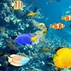 Marine and Fisheries image